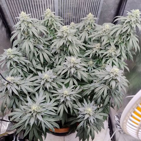 Sunset Paradise growlog timeline photo