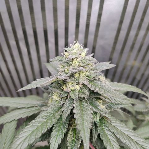 Sunset Paradise growlog timeline photo