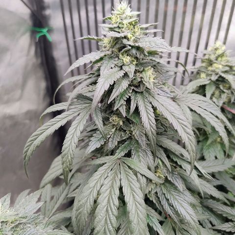 Sunset Paradise growlog timeline photo