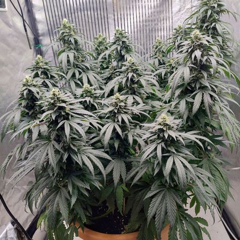 Sunset Paradise growlog timeline photo