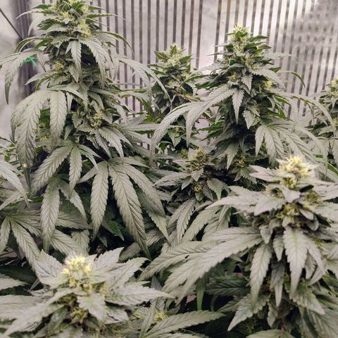 Sunset Paradise growlog timeline photo