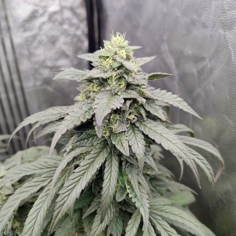 Sunset Paradise growlog timeline photo