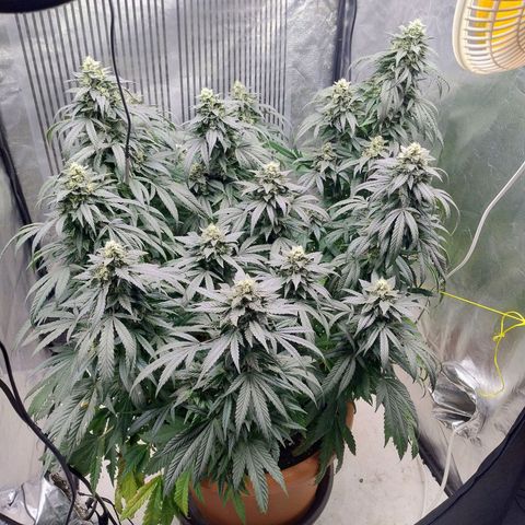 Sunset Paradise growlog timeline photo