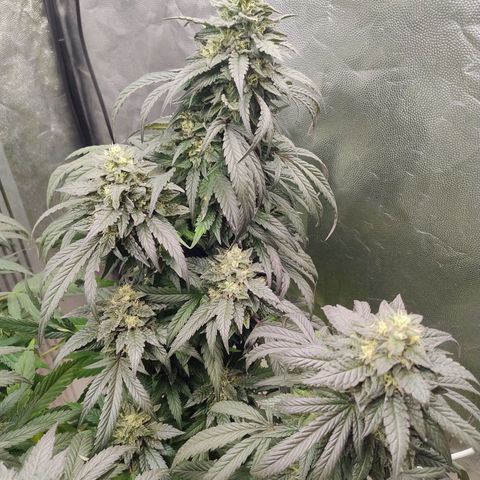Sunset Paradise growlog timeline photo