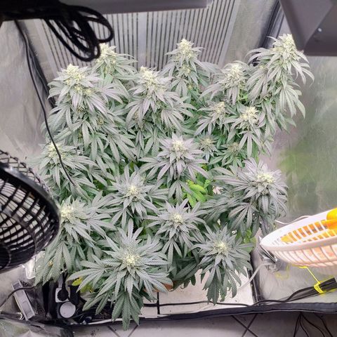 Sunset Paradise growlog timeline photo