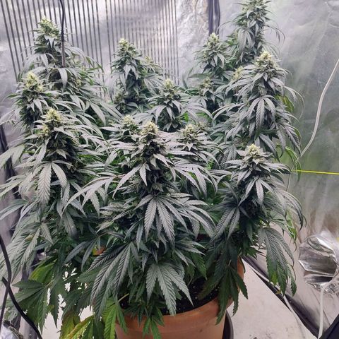 Sunset Paradise growlog timeline photo