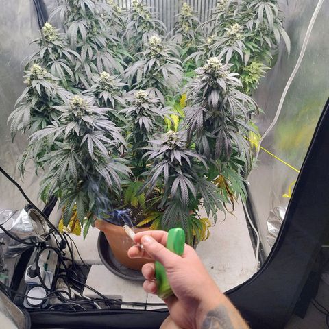 Sunset Paradise growlog timeline photo