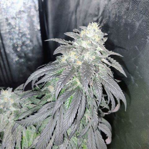 Sunset Paradise growlog timeline photo