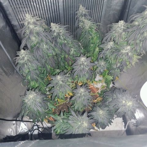 Sunset Paradise growlog timeline photo