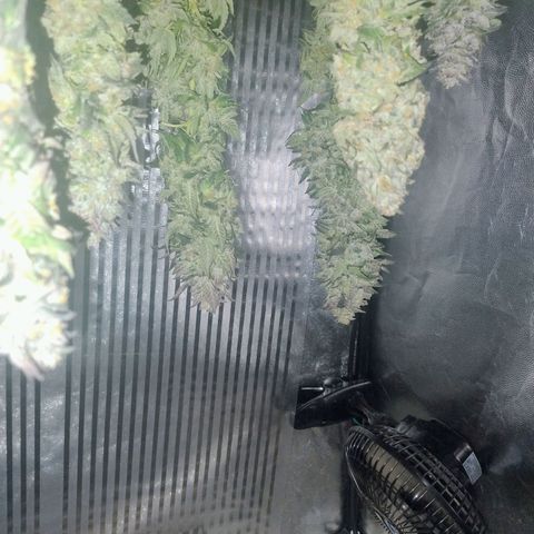 Sunset Paradise growlog timeline photo