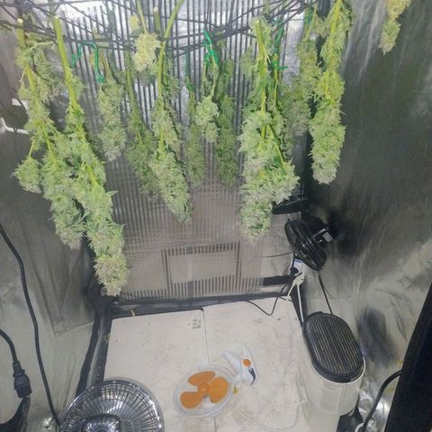 Sunset Paradise growlog timeline photo