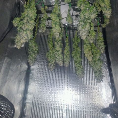 Sunset Paradise growlog timeline photo