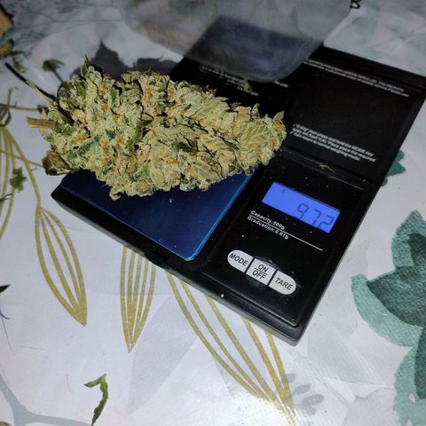 Sunset Paradise growlog timeline photo