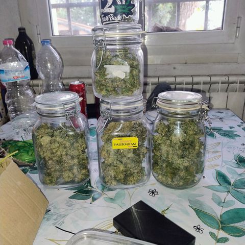 Sunset Paradise growlog timeline photo