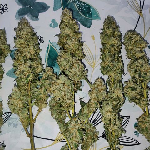 Sunset Paradise growlog timeline photo