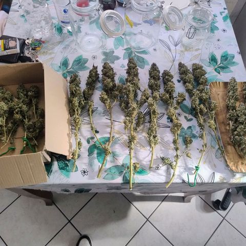 Sunset Paradise growlog timeline photo