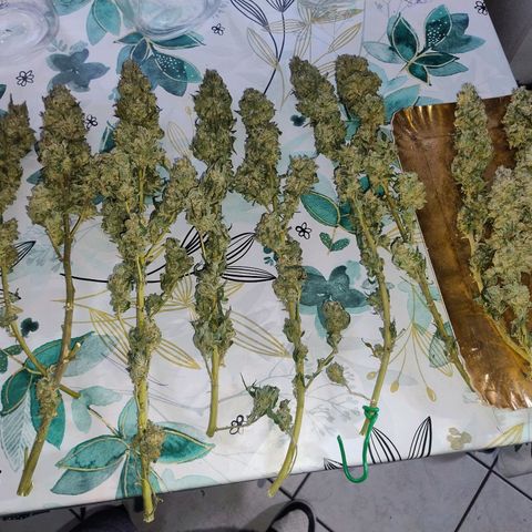 Sunset Paradise growlog timeline photo
