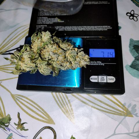 Sunset Paradise growlog timeline photo