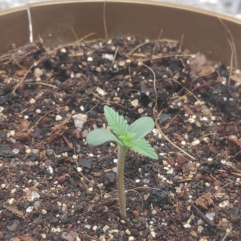 Lemon haze  growlog timeline photo