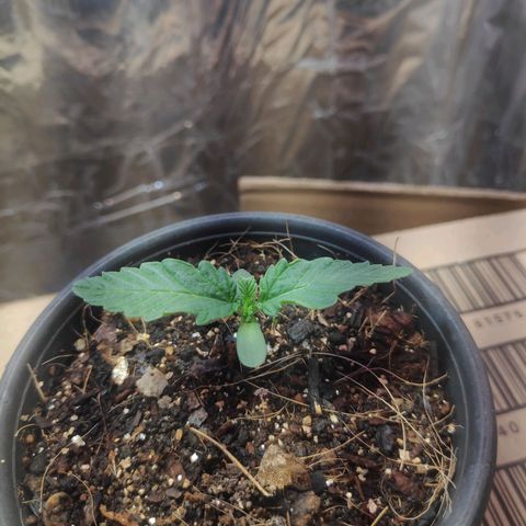 Florzinha duboy  growlog timeline photo