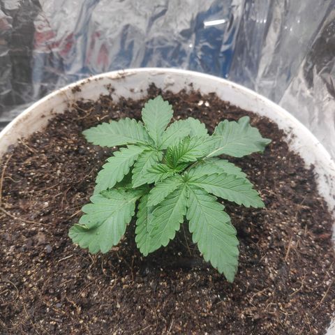 Florzinha duboy  growlog timeline photo