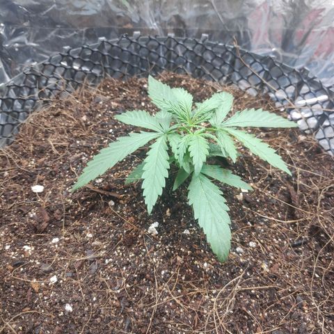 Lemon haze  growlog timeline photo
