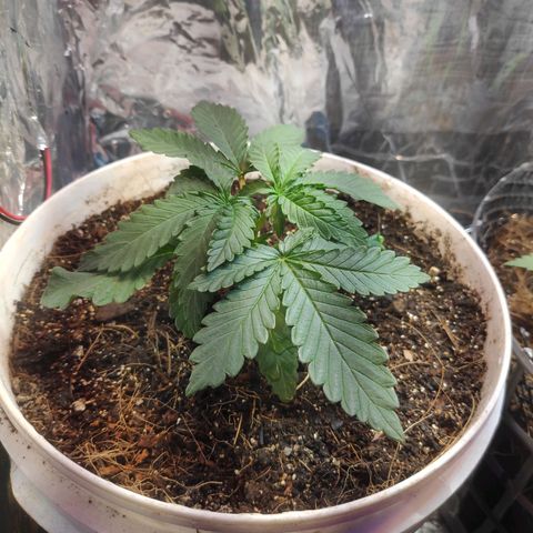 Florzinha duboy  growlog timeline photo