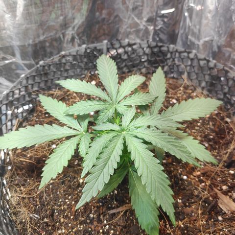 Lemon haze  growlog timeline photo