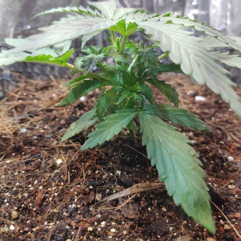 Lemon haze  growlog timeline photo