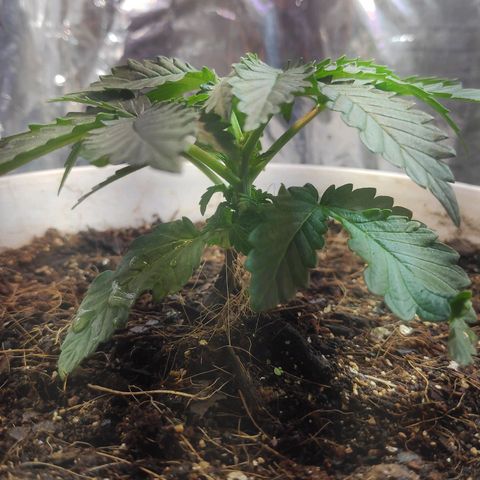 Florzinha duboy  growlog timeline photo