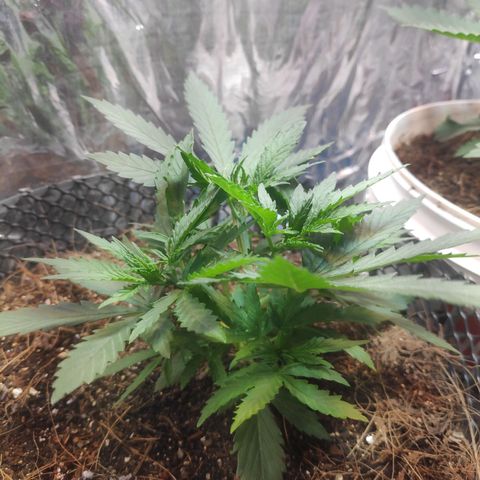 Lemon haze  growlog timeline photo