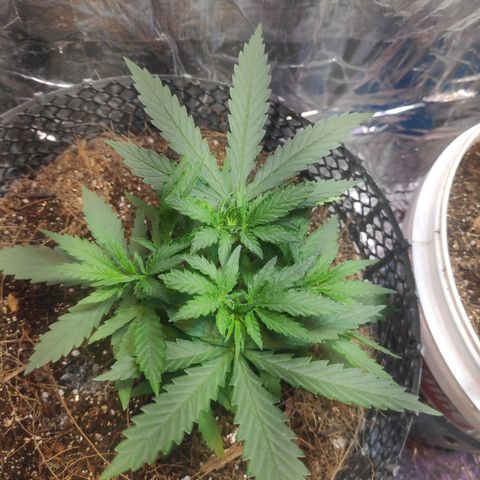 Lemon haze  growlog timeline photo