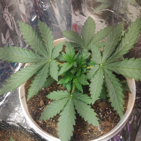 Florzinha duboy  growlog timeline photo