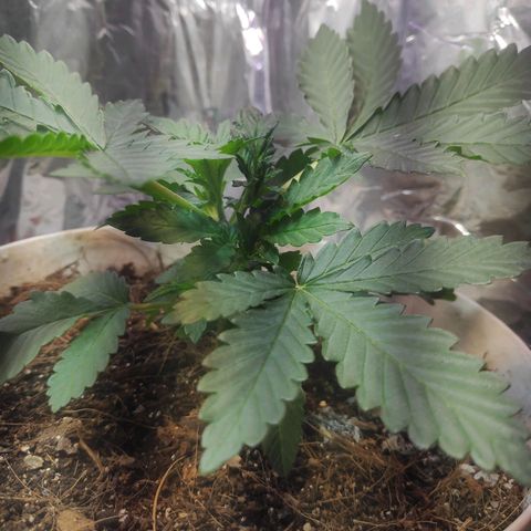 Florzinha duboy  growlog timeline photo