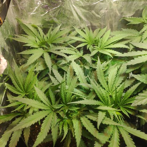 Lemon haze  growlog timeline photo
