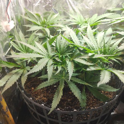 Lemon haze  growlog timeline photo