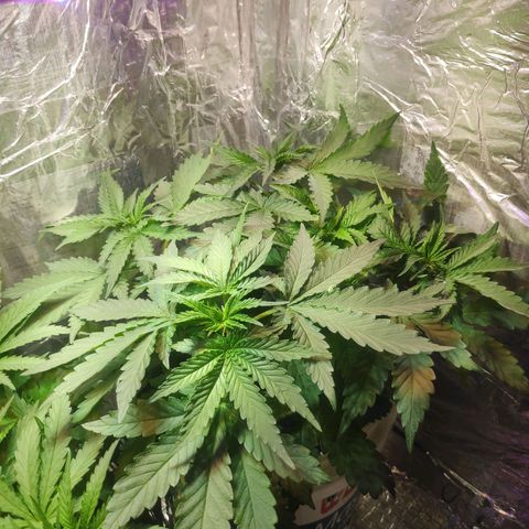 Florzinha duboy  growlog timeline photo