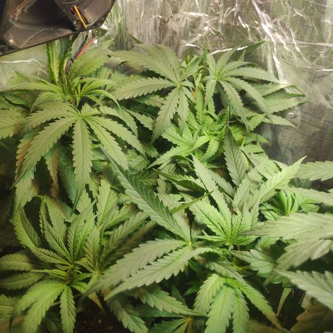 Lemon haze  growlog timeline photo