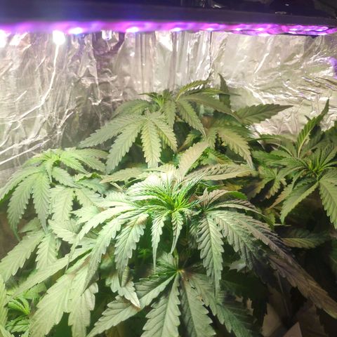 Florzinha duboy  growlog timeline photo