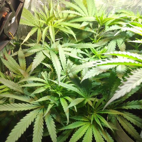 Lemon haze  growlog timeline photo