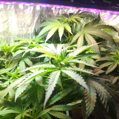 Florzinha duboy  growlog timeline photo