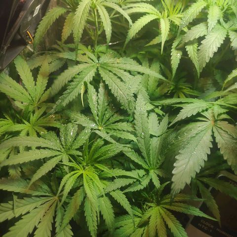Lemon haze  growlog timeline photo