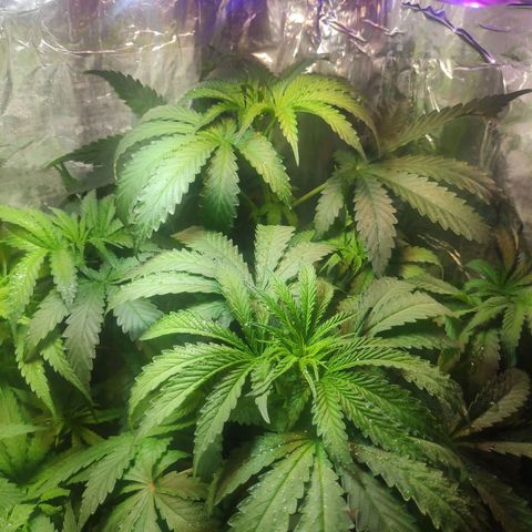 Florzinha duboy  growlog timeline photo
