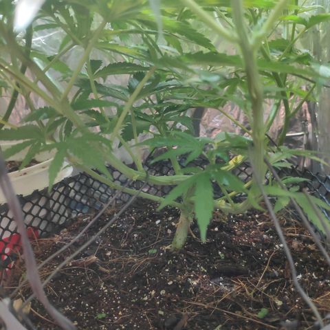 Lemon haze  growlog timeline photo