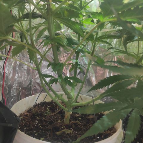Florzinha duboy  growlog timeline photo
