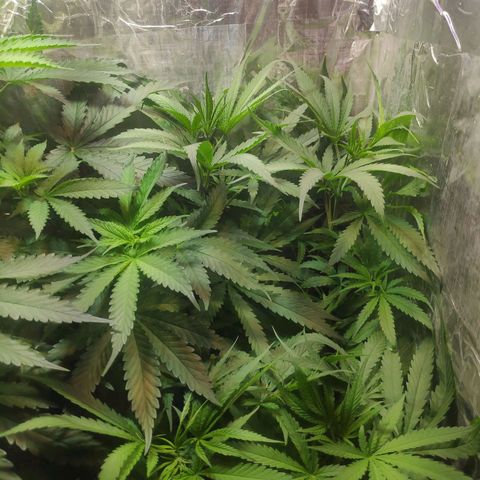 Lemon haze  growlog timeline photo