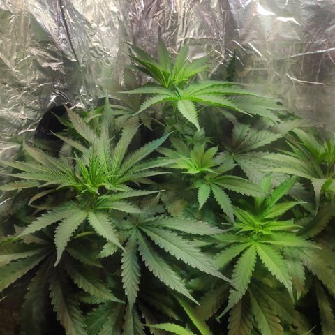 Florzinha duboy  growlog timeline photo