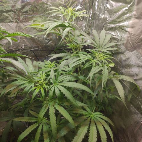Lemon haze  growlog timeline photo