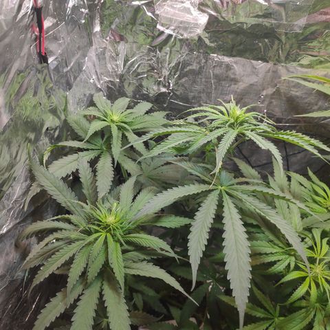 Florzinha duboy  growlog timeline photo