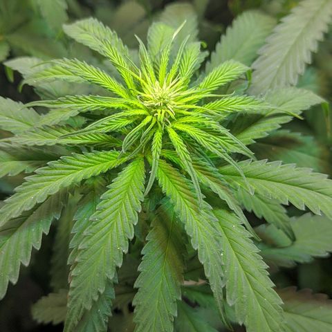 Florzinha duboy  growlog timeline photo